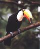 Toco Toucan (Ramphastos toco)