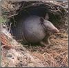 Giant Armadillo (Priodontes maximus)