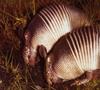 Nine-banded Armadillo (Dasypus novemcinctus)