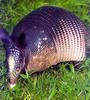 Nine-banded Armadillo (Dasypus novemcinctus)