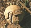 Brazilian Three-banded Armadillo (Tolypeutes tricinctus)