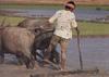 Asian Water Buffalo (Bubalus bubalis)