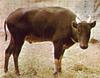 Lowland Anoa (Bubalus depressicornis)