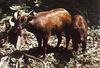 Mountain Anoa (Bubalus quarlesi)