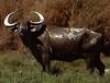 Asian Water Buffalo (Bubalus bubalis)