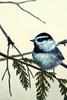 [Animal Art] Chickadee (Parus sp.)