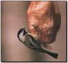 Black-capped Chickadee (Parus atricapillus)