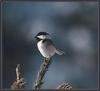 Black-capped Chickadee (Parus atricapillus)