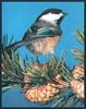 Black-capped Chickadee (Parus atricapillus)