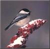 Black-capped Chickadee (Parus atricapillus)