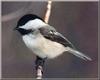 Black-capped Chickadee (Parus atricapillus)