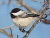 Black-capped Chickadee (Parus atricapillus)