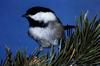 Black-capped Chickadee (Parus atricapillus)