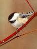 Black-capped Chickadee (Parus atricapillus)