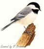 Carolina Chickadee (Parus carolinensis)