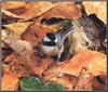 Carolina Chickadee (Parus carolinensis)