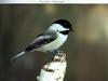 Carolina Chickadee (Parus carolinensis)