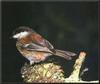 Chestnut-backed Chickadee (Parus rufescens)