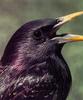 Common Starling (Sturnus vulgaris)