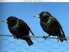 Common Starling (Sturnus vulgaris)