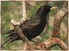 Common Starling (Sturnus vulgaris)