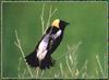 Bobolink (Dolichonyx oryzivorus)