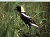 Bobolink (Dolichonyx oryzivorus)