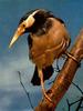 Asian Pied Starling (Sturnus contra)