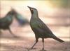 Splendid Glossy Starling (Lamprotornis splendidus)