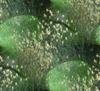 Spiderlings - Australia
