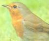 European Robin (Erithacus rubecula)