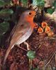 European Robin & chick on nest (Erithacus rubecula)