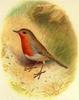 European Robin (Erithacus rubecula)