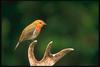 European Robin (Erithacus rubecula)