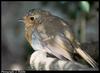 European Robin juvenile (Erithacus rubecula)