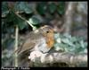 European Robin juvenile (Erithacus rubecula)