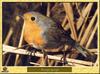 European Robin (Erithacus rubecula)