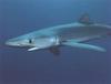 Blue Shark (Prionace glauca)