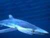 Blue Shark (Prionace glauca)