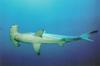 Scallop Hammerhead Shark (Sphyrna lewini)