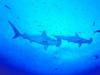 Hammerhead Shark (Sphyrna sp.)