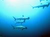 Hammerhead Shark (Sphyrna sp.)