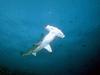 Hammerhead Shark (Sphyrna sp.)