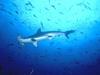 Hammerhead Shark (Sphyrna sp.)