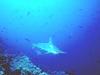 Hammerhead Shark (Sphyrna sp.)