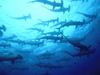 Hammerhead Shark (Sphyrna sp.)