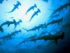 Hammerhead Shark (Sphyrna sp.)