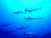 Hammerhead Shark (Sphyrna sp.)