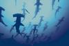 Hammerhead Shark (Sphyrna sp.)