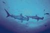 Hammerhead Shark (Sphyrna sp.)